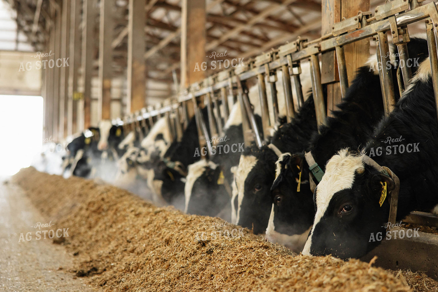 Holstein Cows Eating in Freestall Barn 152689