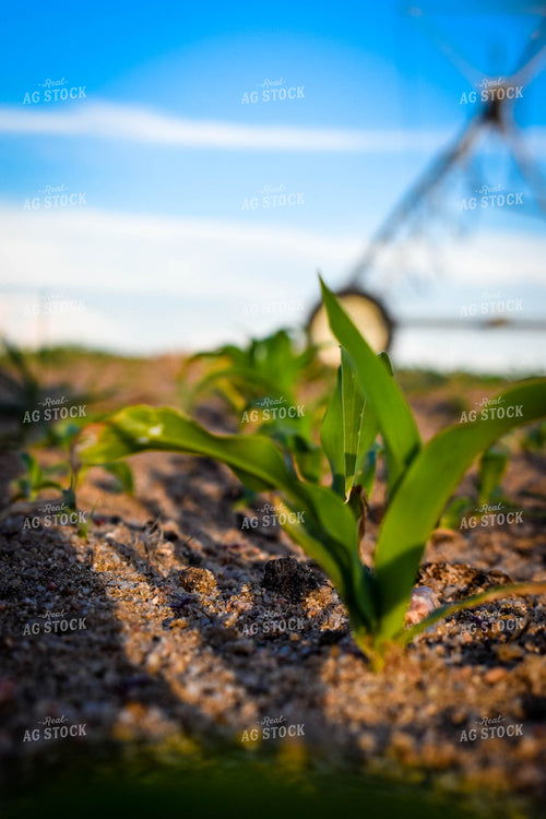 Irrigated Corn 56130