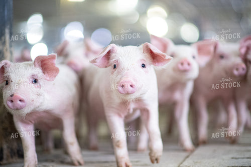 Piglets 168015