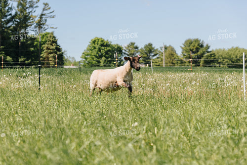Sheep in Pasture 68071