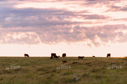 Angus Cattle Grazing in Pasture 68087