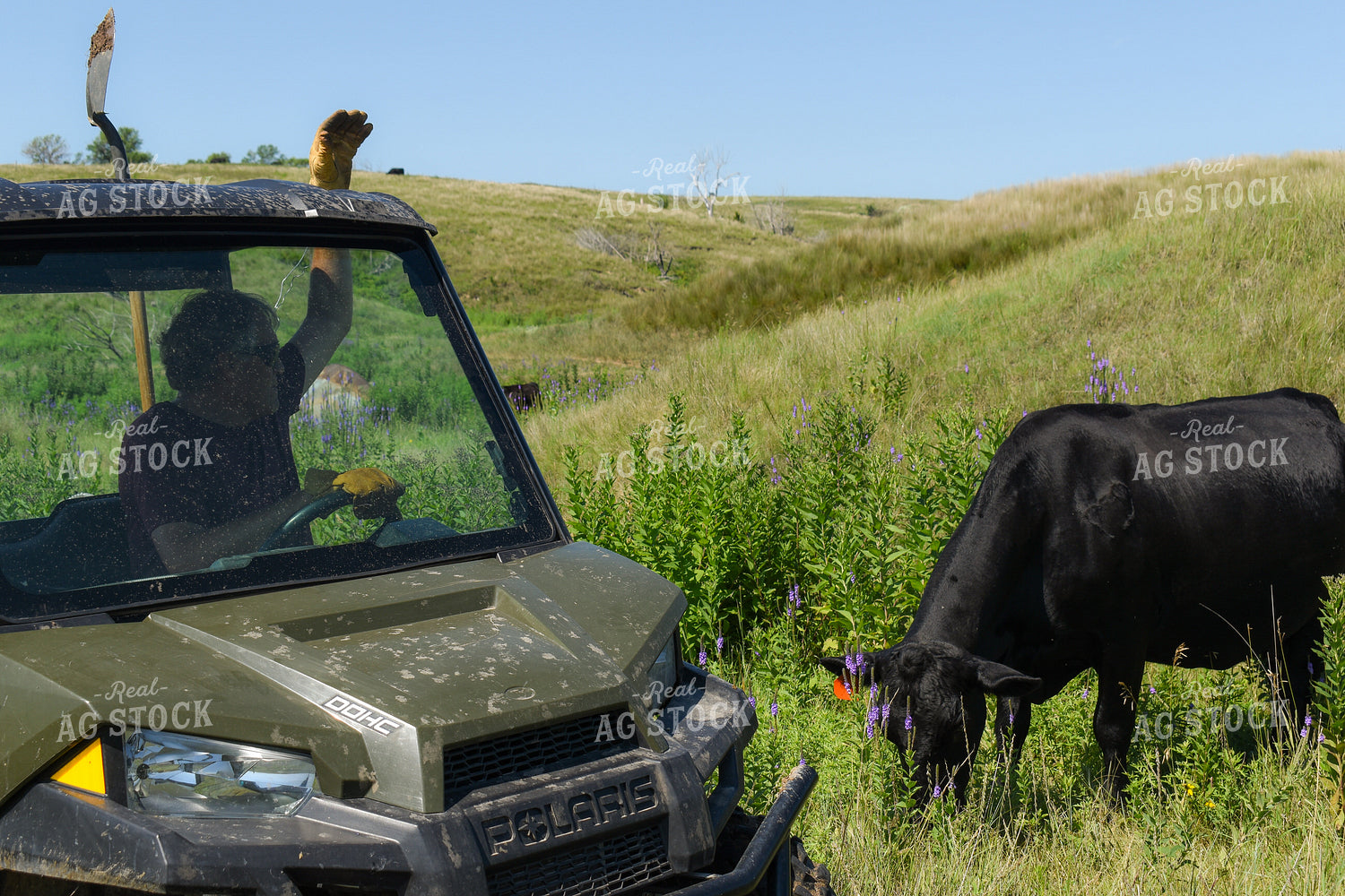 Rancher Checking Cattle 259010