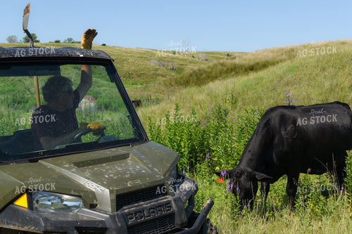 Rancher Checking Cattle 259010