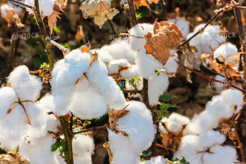 Cotton Plant 105041