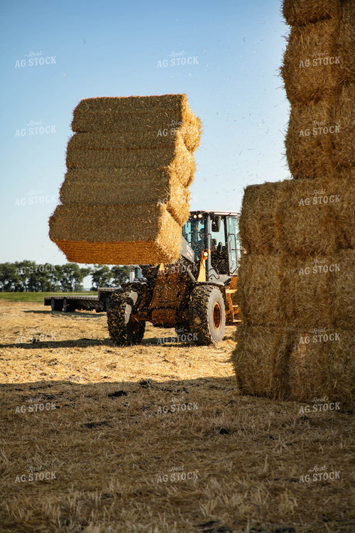 Stacking Wheat Straw Bales 152572