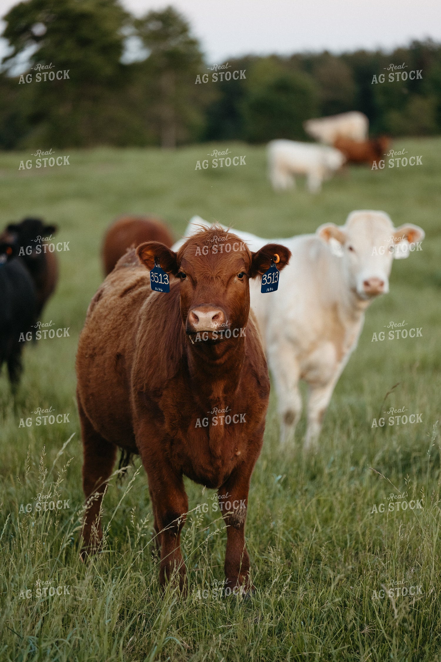 Cattle on Pature 125325
