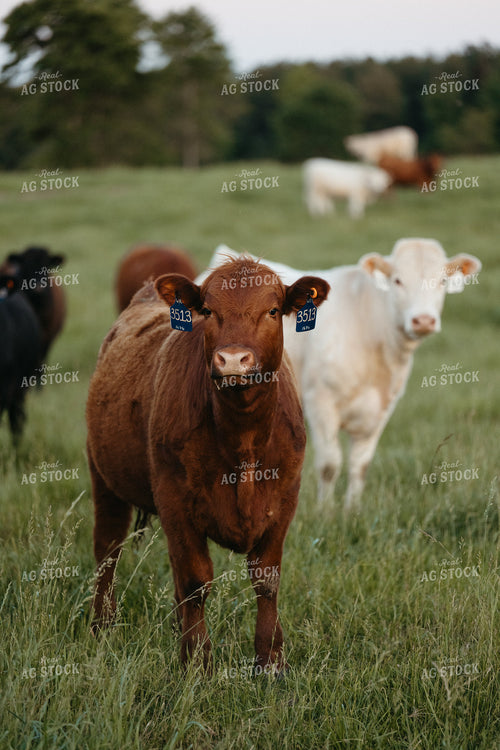 Cattle on Pature 125325