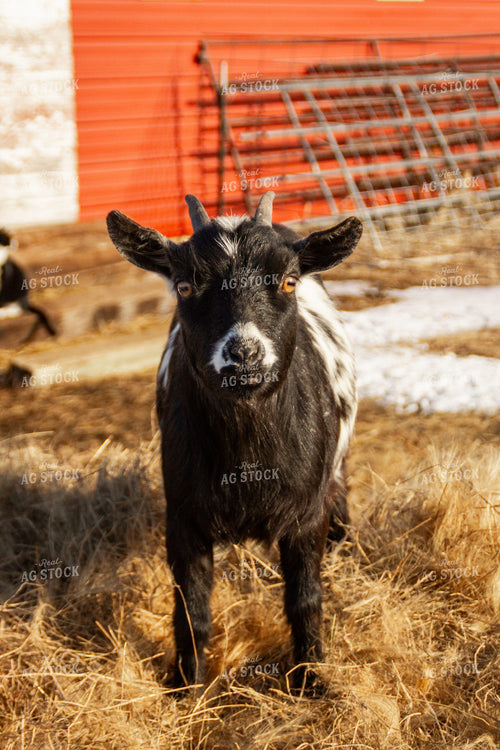 Nigerian Dwarf Goat 155152