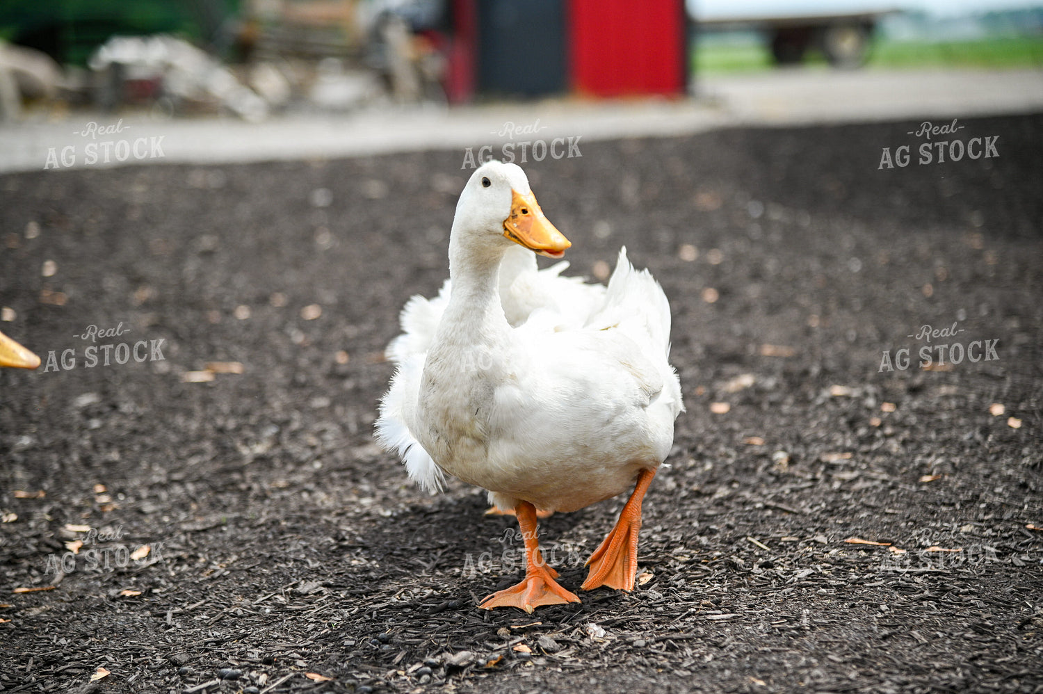 Duck on Farmyard 90056