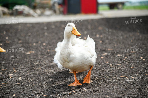 Duck on Farmyard 90056