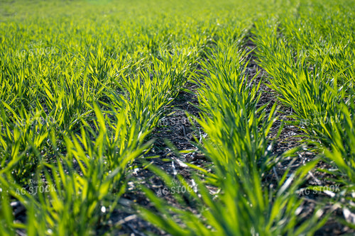 Green Wheat Field 50109