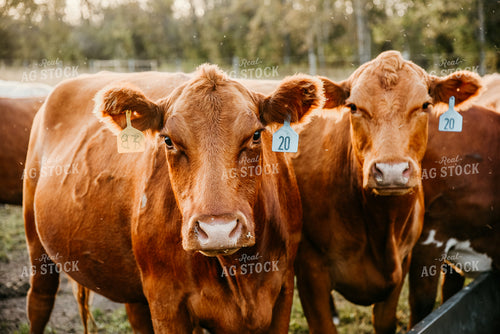 Cattle in Pasture 64158