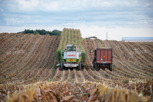 Silage Harvest 50247