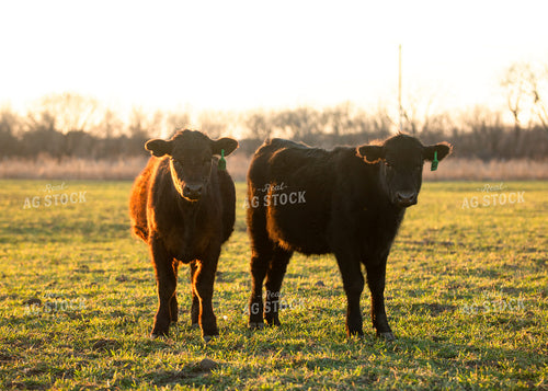Cattle on Pasture 264056