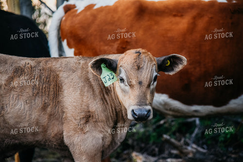 Calf in Pasture 64036