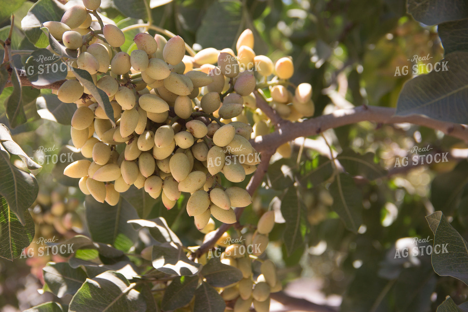 Pistachio Tree 105070
