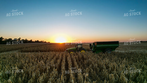 Corn Harvest 65042