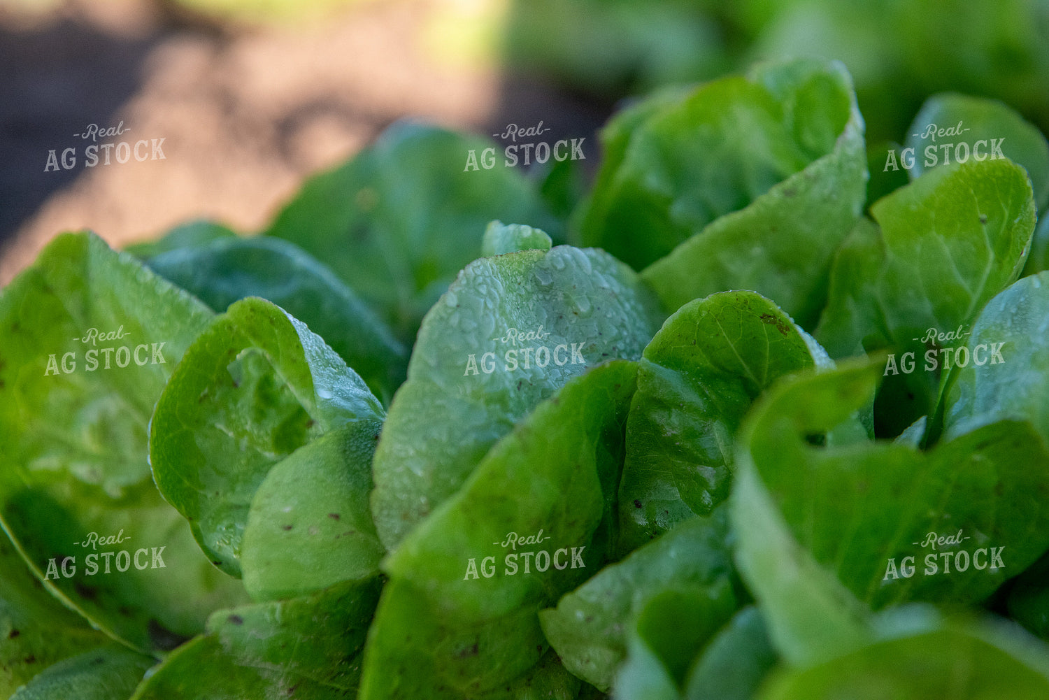 Lettuce 236042