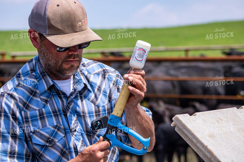 Ranchers Vaccinating Cattle 214189