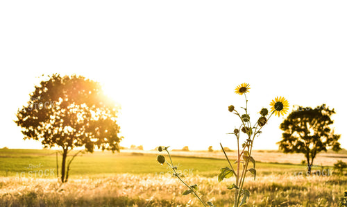 Sunflowers in Pasture 62013