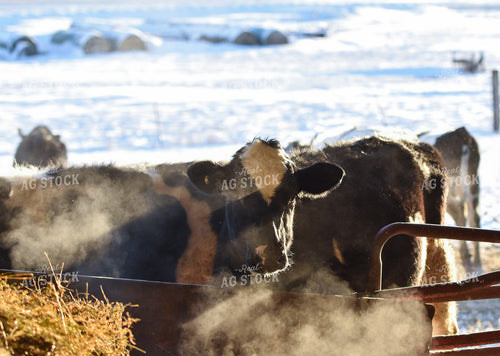 Cattle in Pasture 120015