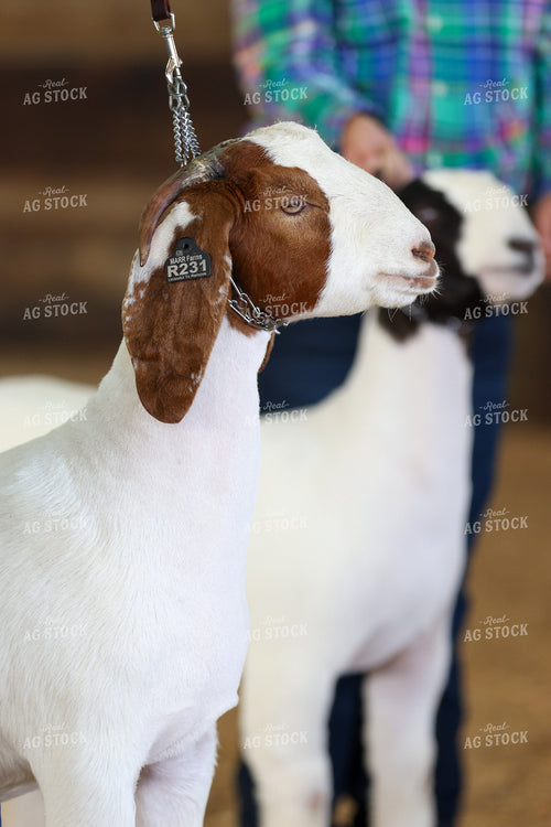 Goat Show 160415