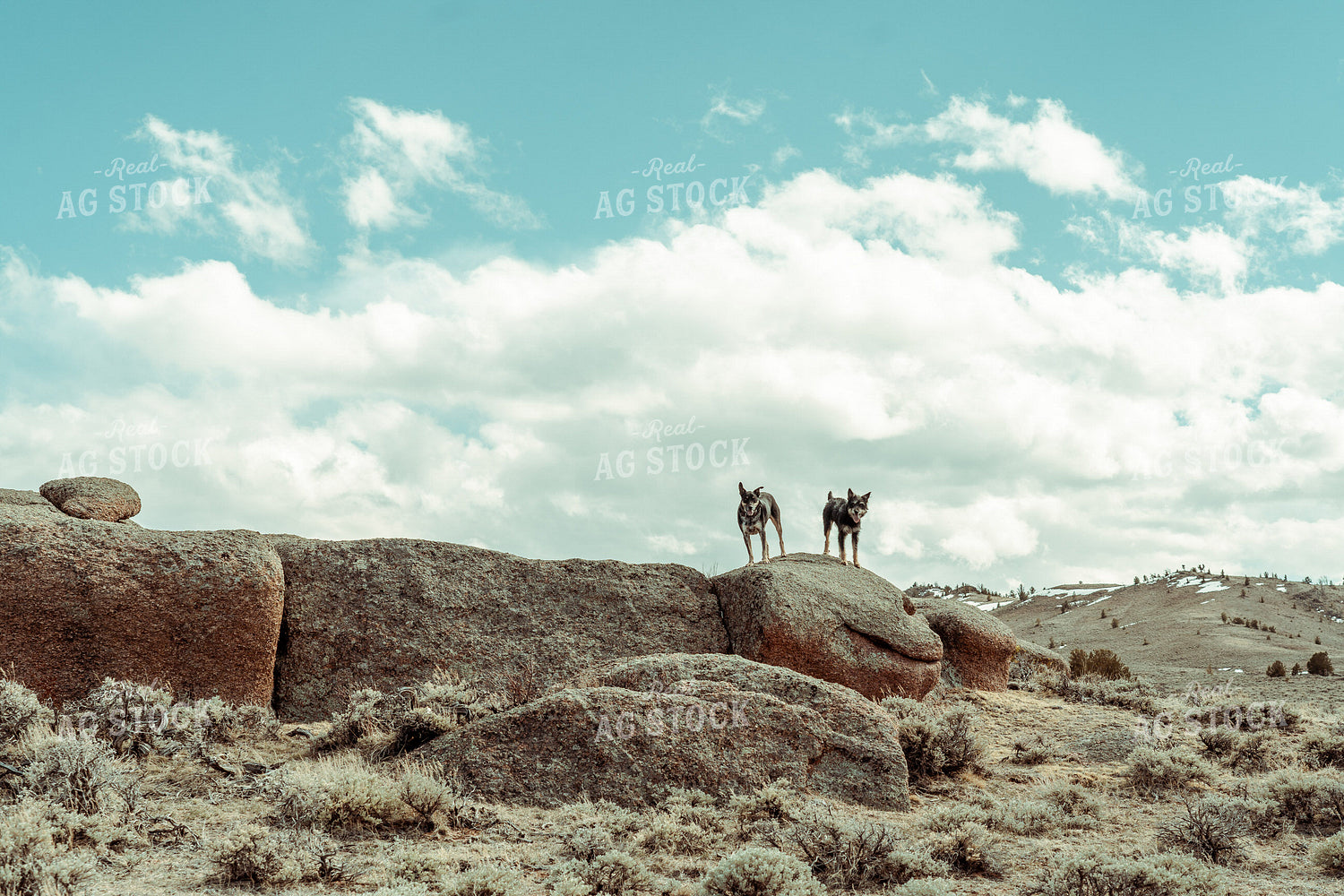 Ranch Dogs 58096