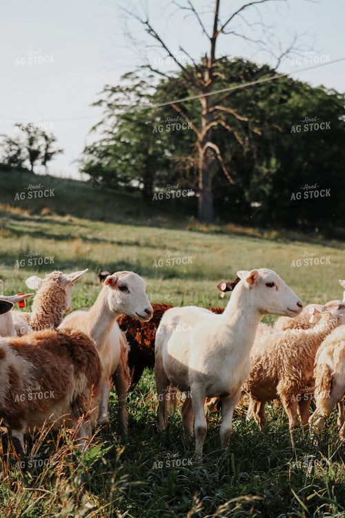 Sheep 220015