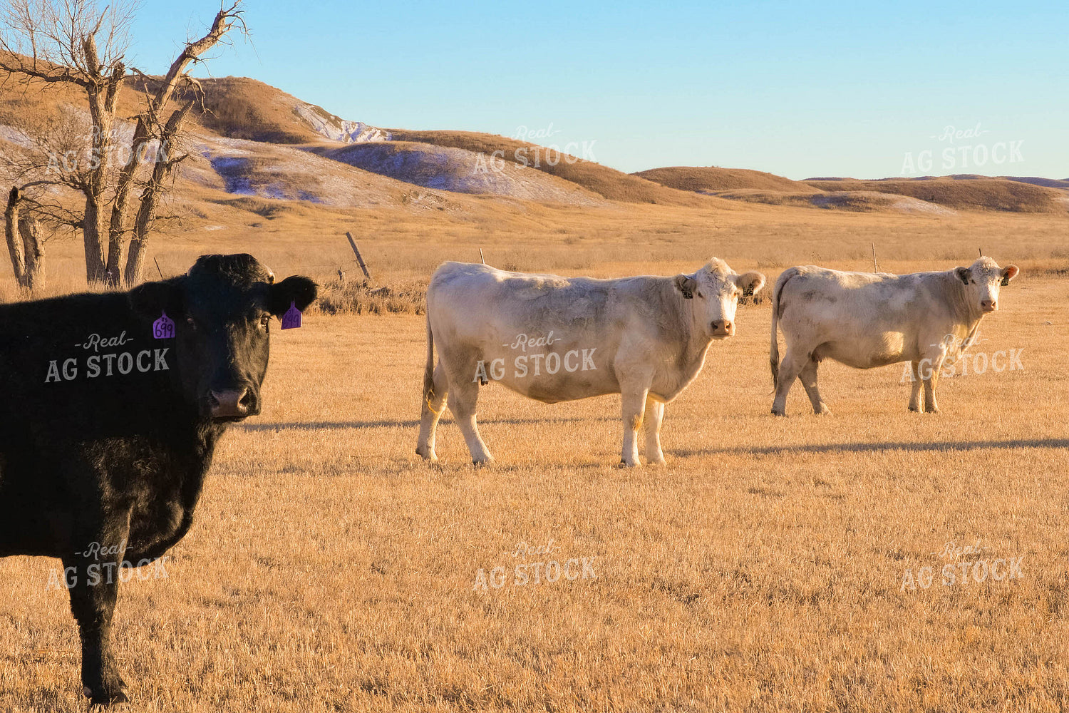 Cattle Grazing 299142