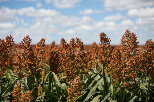 Grain Sorghum 303040