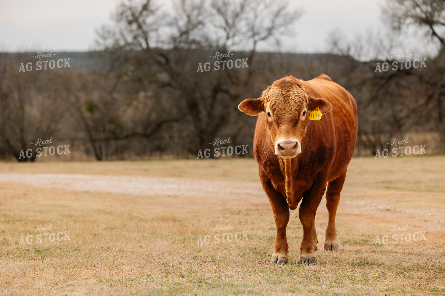 Bull on Pasture 205117
