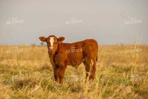 Simmental Calf 299147