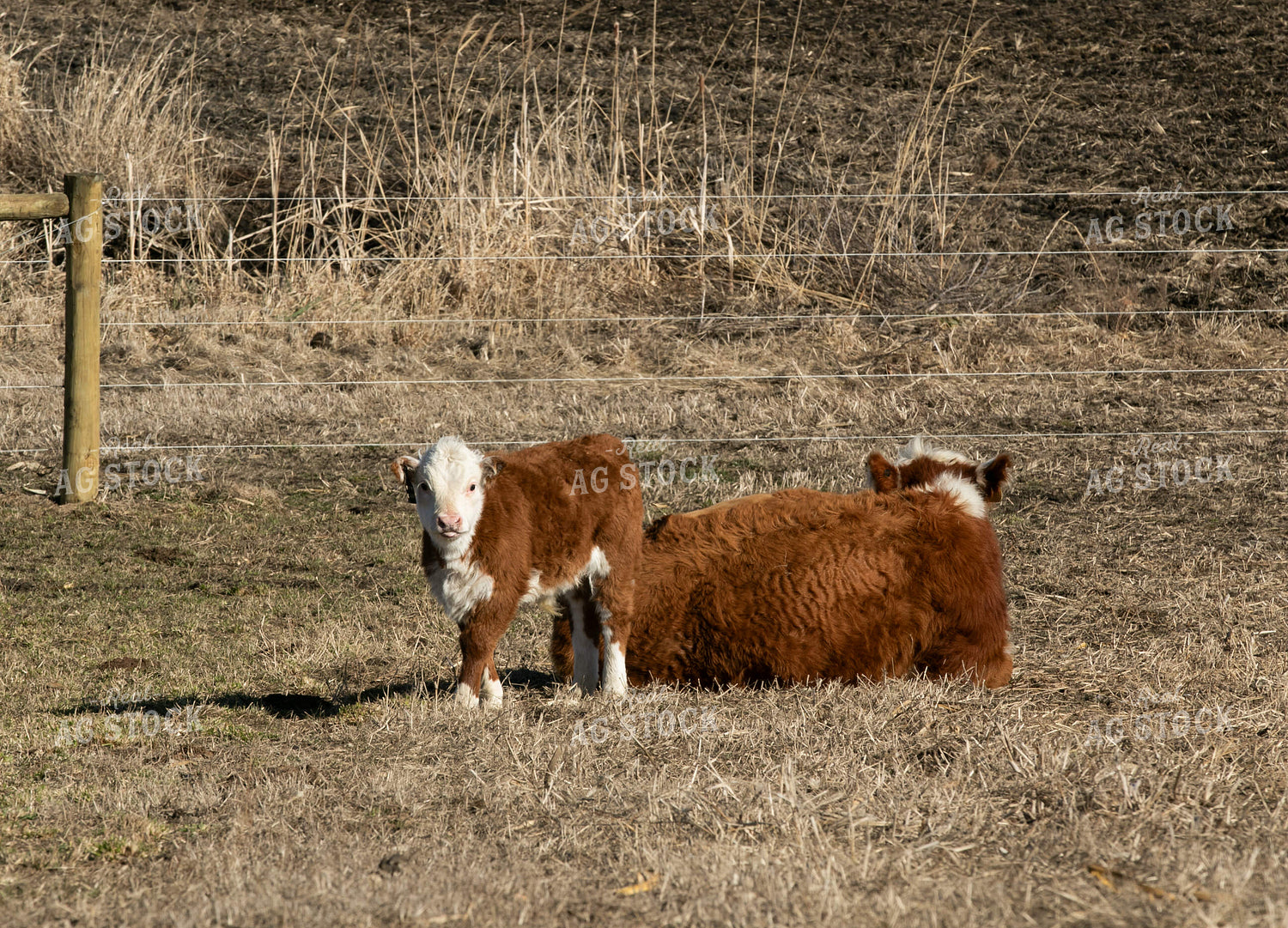 Mini Hereford Cow Calf Pair 300000