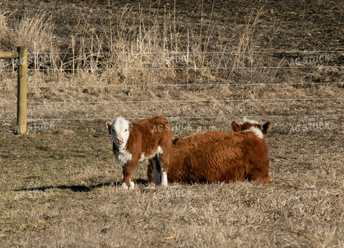 Mini Hereford Cow Calf Pair 300000