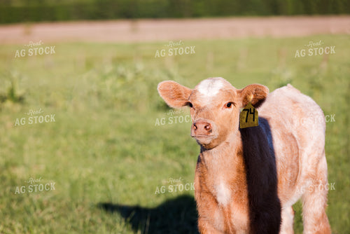 Charolais-Cross Calf 178102