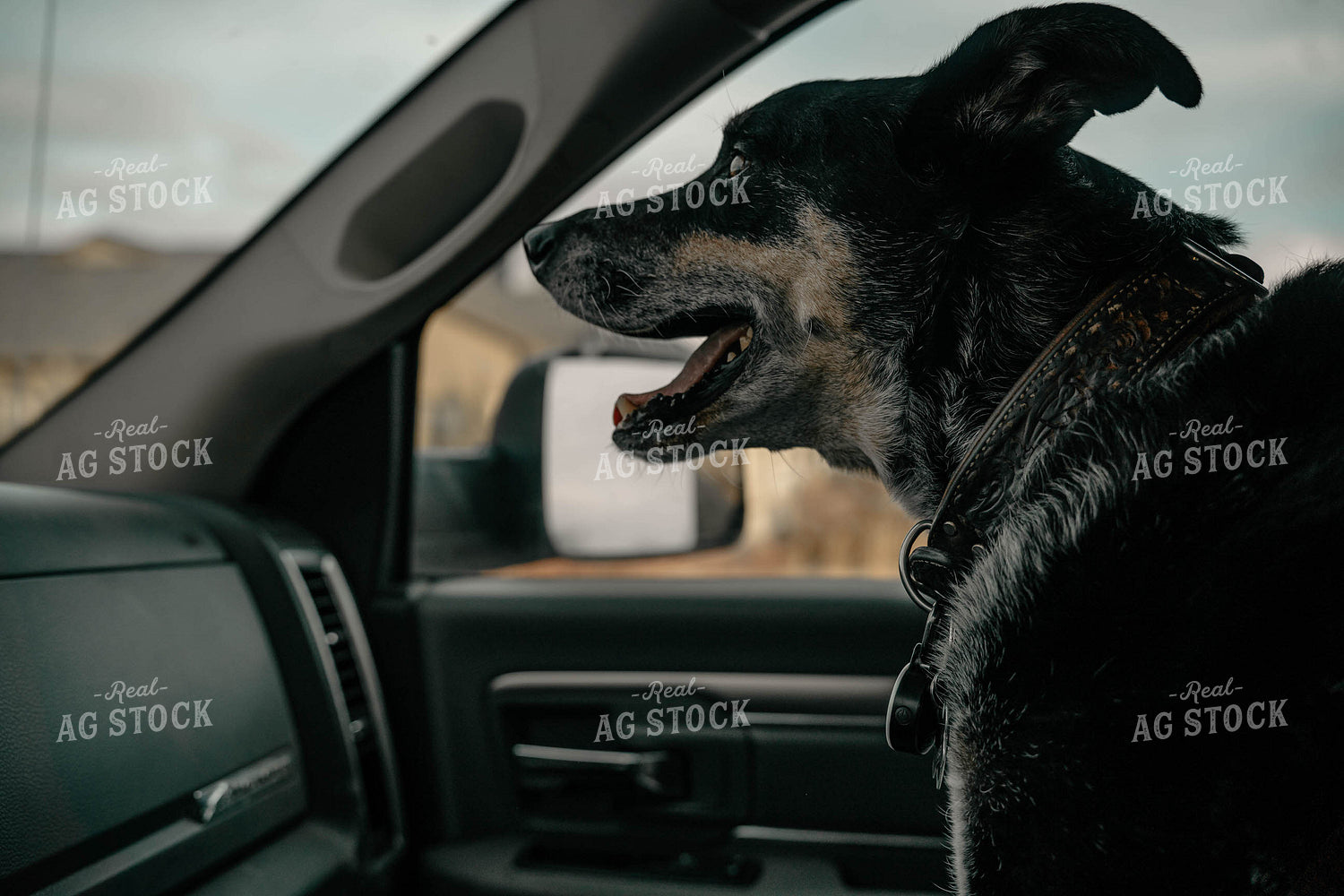 Ranch Dog 58361