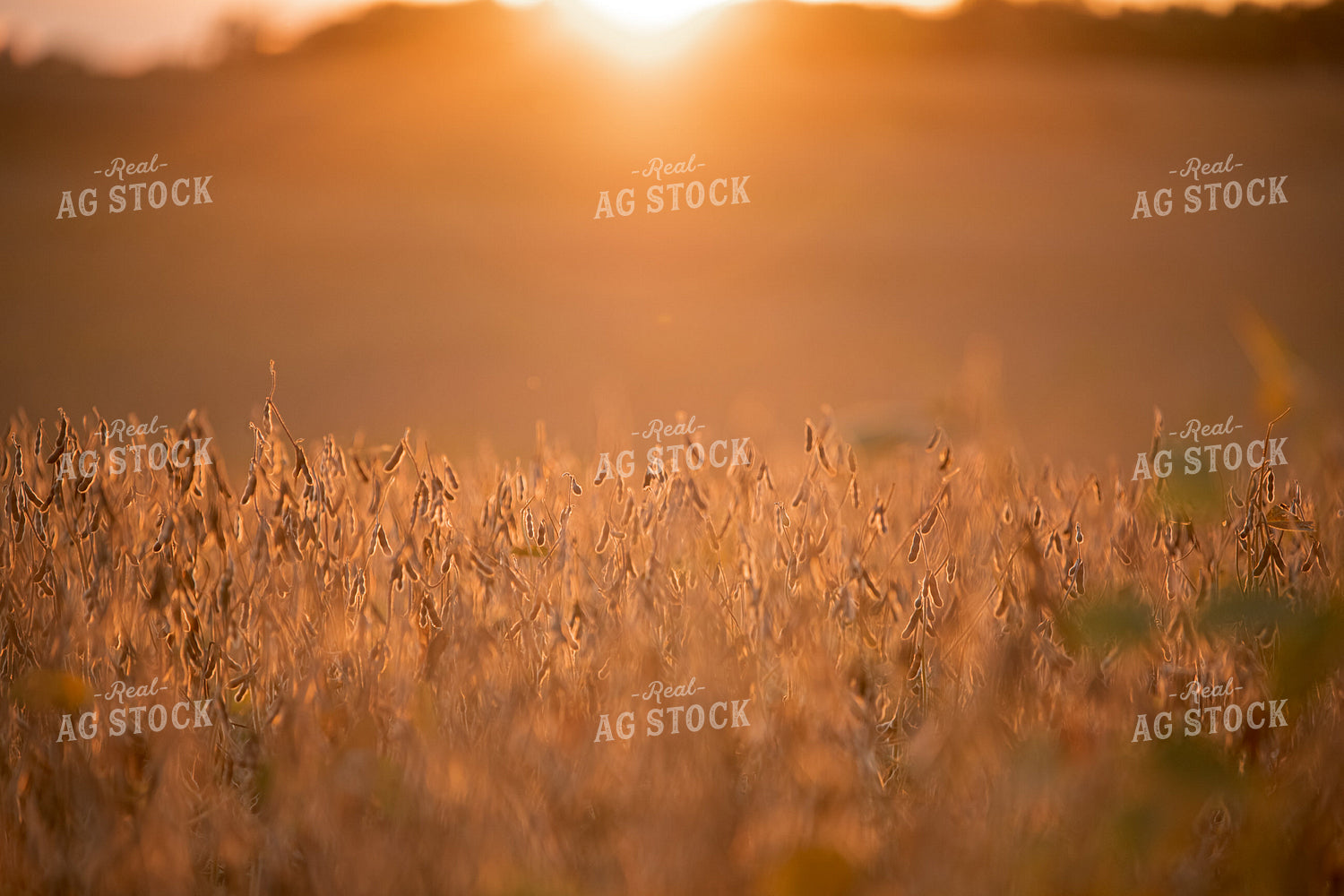Dried Soybeans 76448