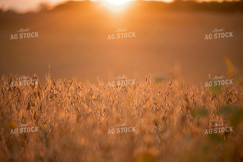 Dried Soybeans 76448