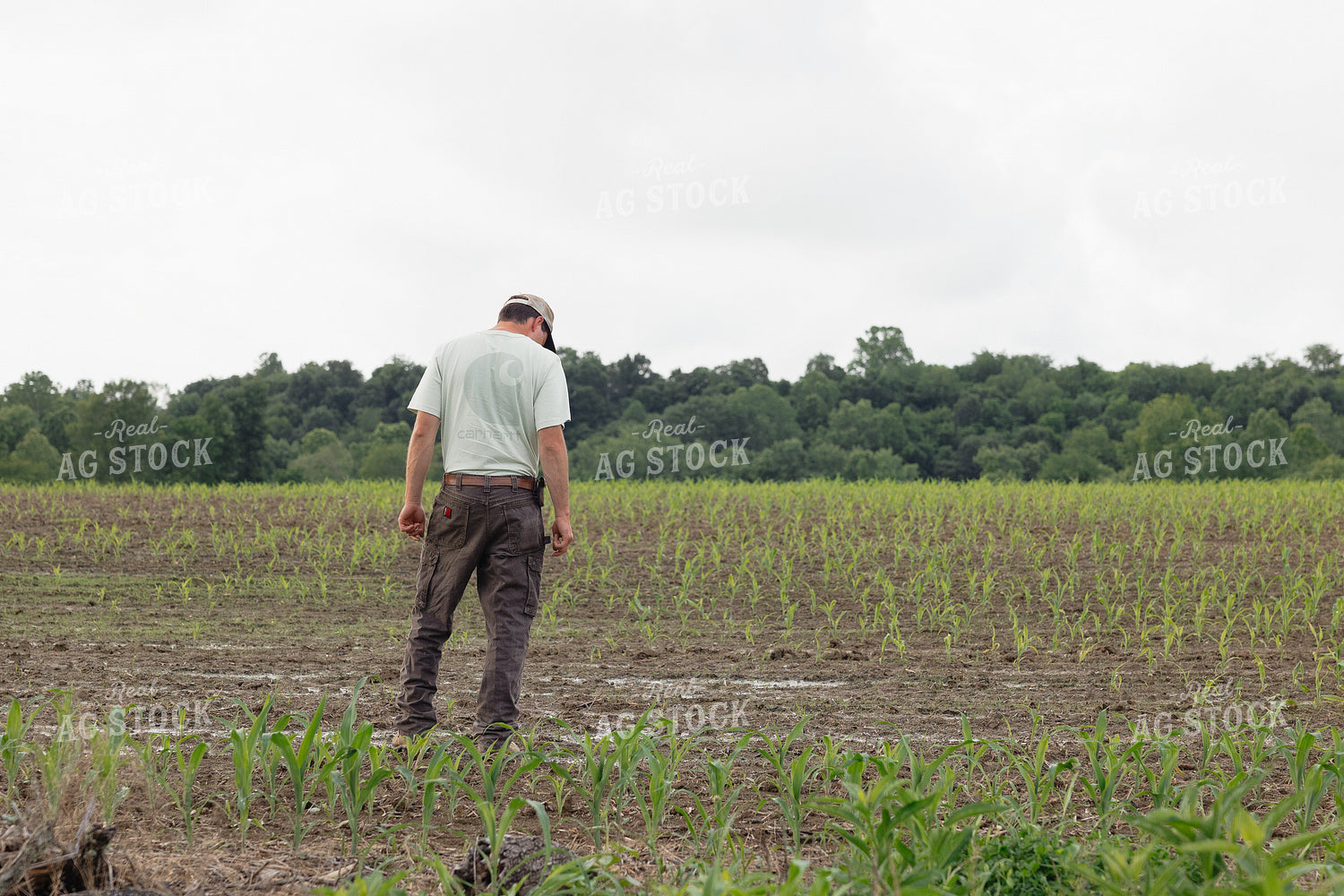 Farmer Scouting Wet Corn Field 295019