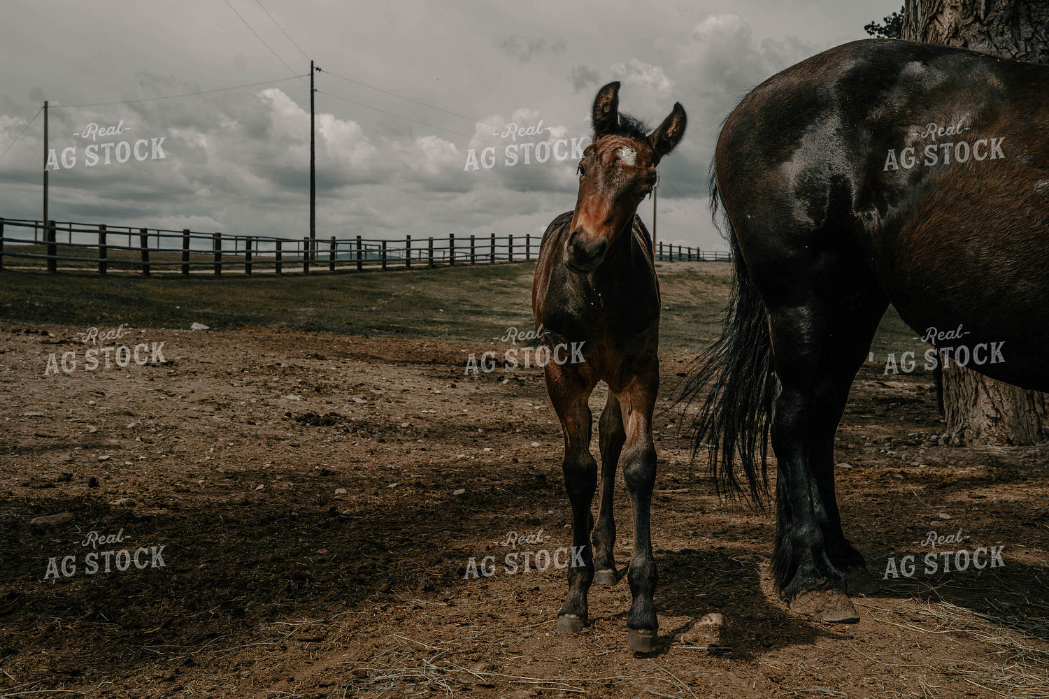 Foal 58355