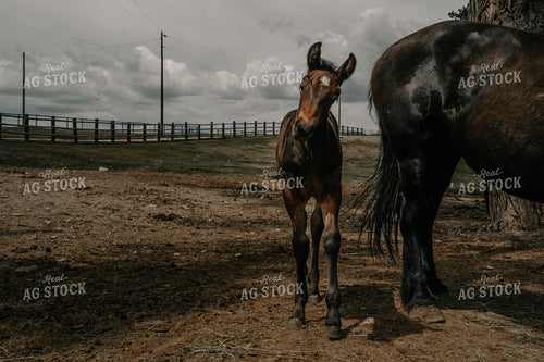 Foal 58355