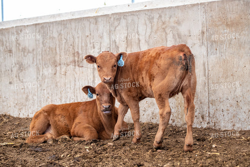 Red Angus Calves 193089