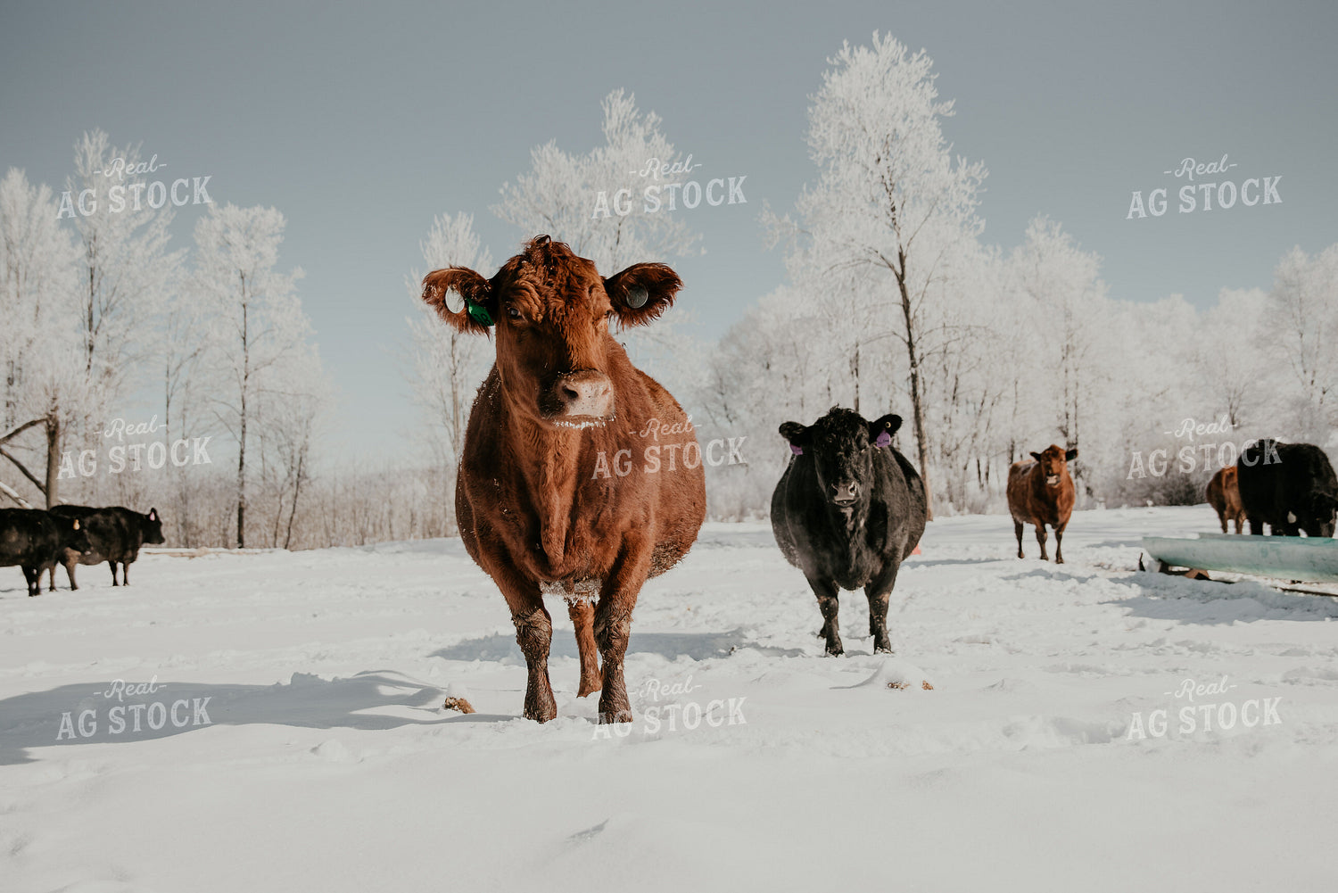 Angus Cattle in Snowy Pasture 118003