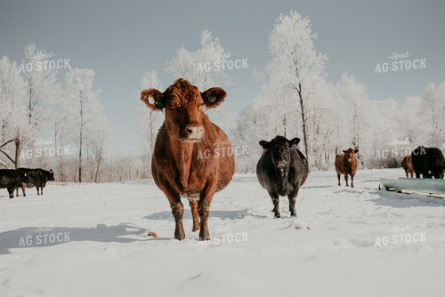 Angus Cattle in Snowy Pasture 118003