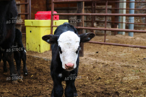 Angus Cross Calf 82265