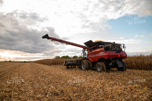 Combine Harvesting Corn 25577