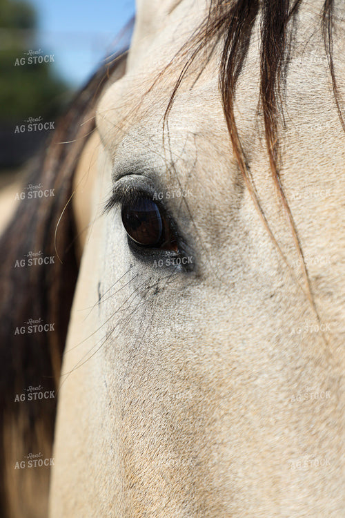 Horse Close-Up 117443