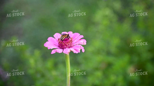 Bee on Flower - 403