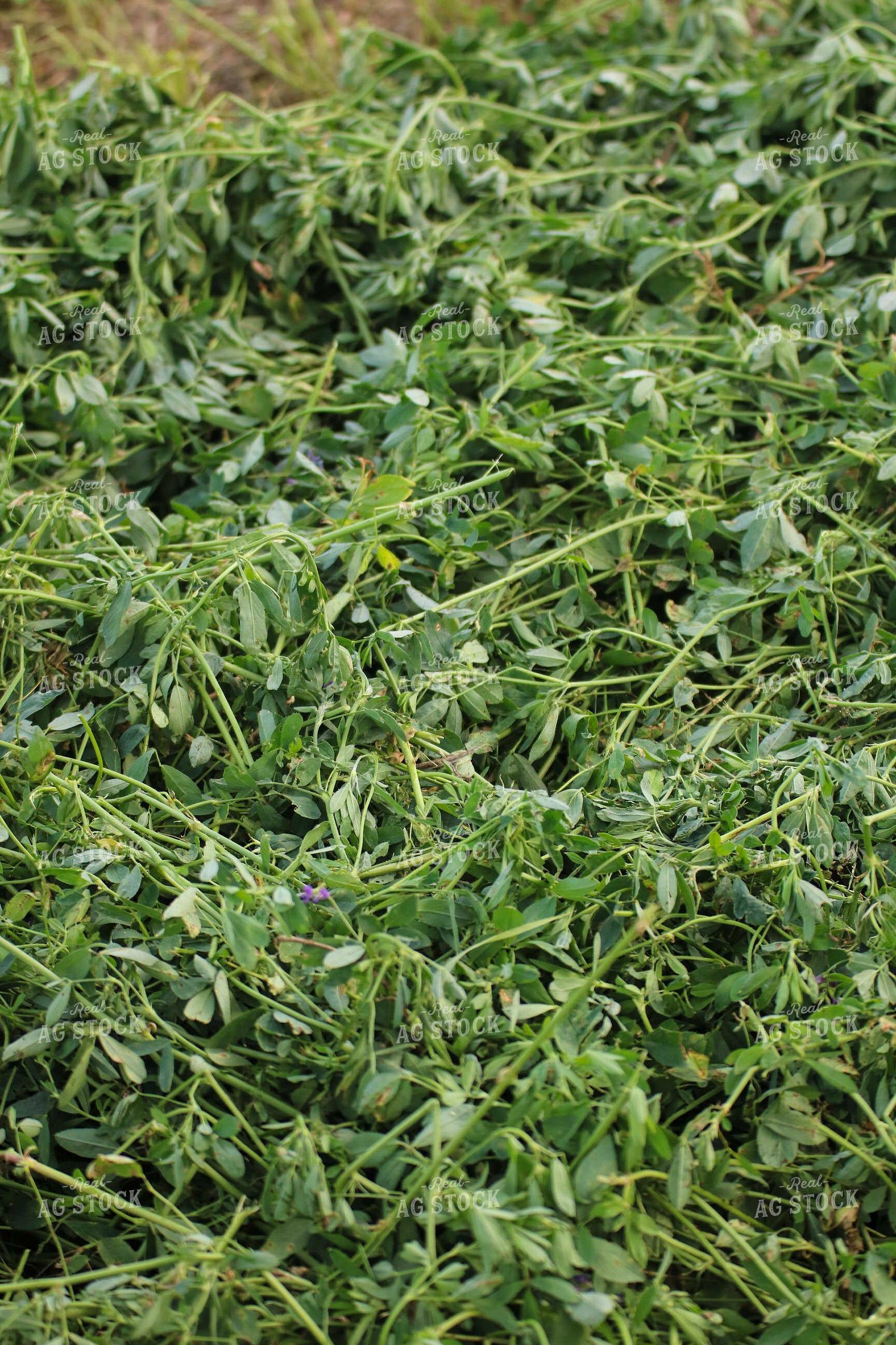 Cut Alfalfa Hay 82281