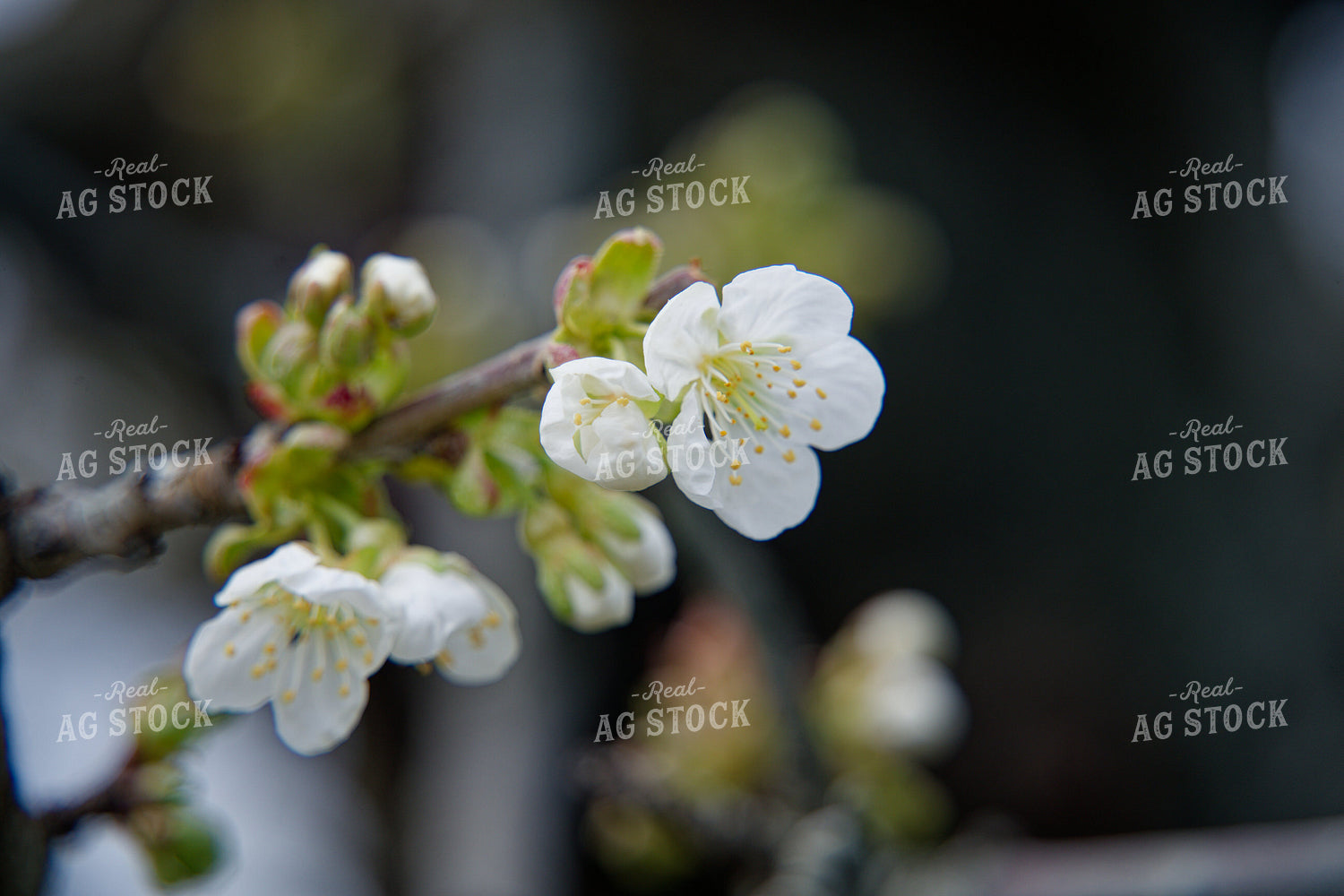 Cherry Blossoms 146084